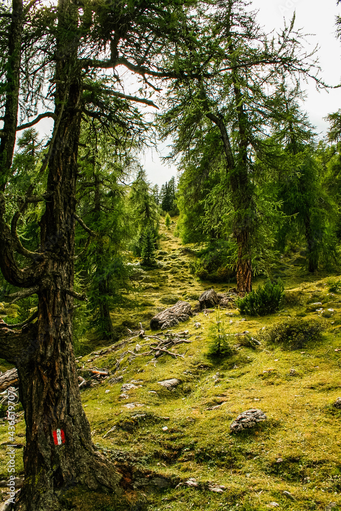 Fototapeta premium path in forest