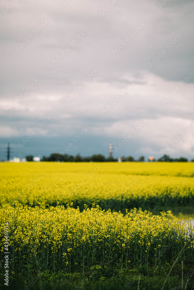 blooming yellow field with rapeseed, blue sky before rain, stormy sky