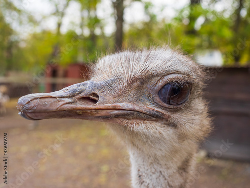 Ostrich head close up