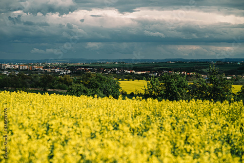 Fototapeta Naklejka Na Ścianę i Meble -  blooming yellow field with rapeseed, blue sky before rain, stormy sky