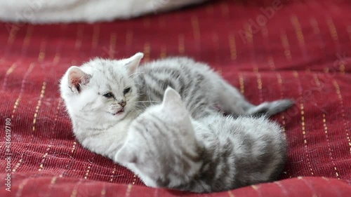 Cute scottish kittens playing on sofa1 photo