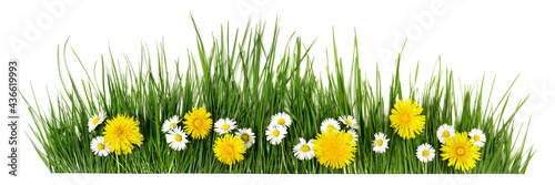 Spring grass with daisy and dandelion flowers isolated on white - Panorama