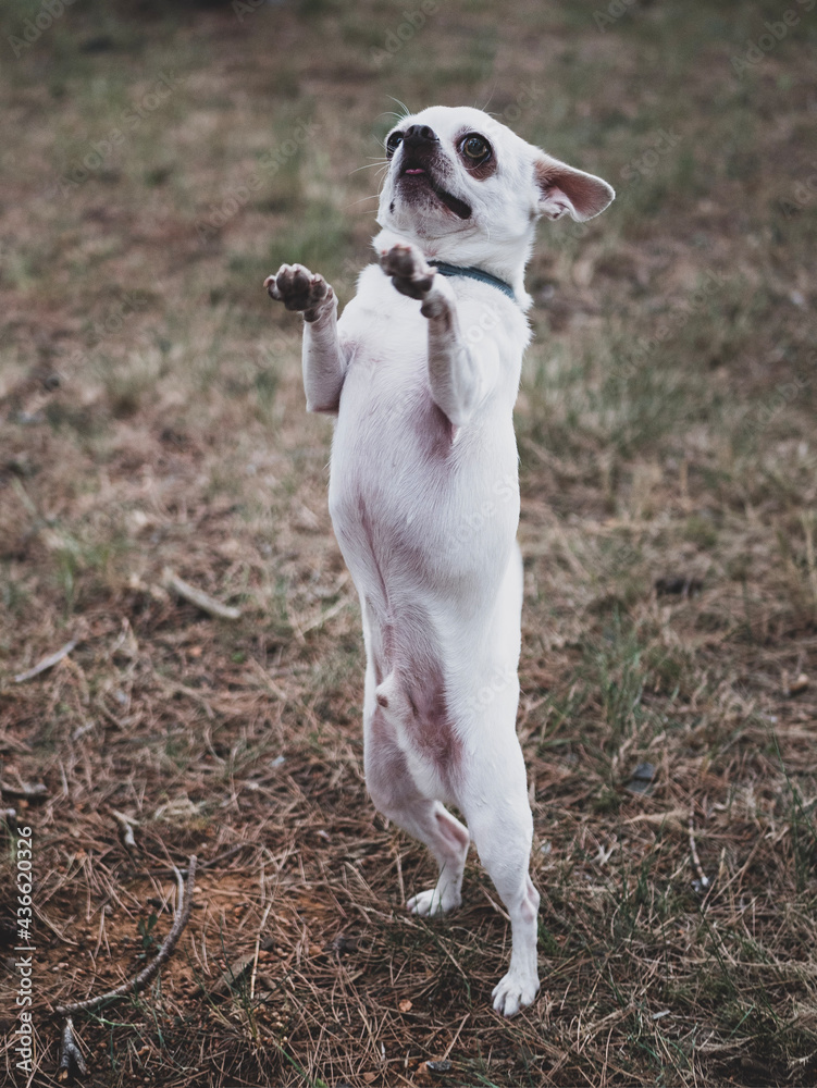 Portraits of white and cream chihuahua dogs in the forest walking and running. Portraits of white and cream chihuahua dogs in the forest walking and running.