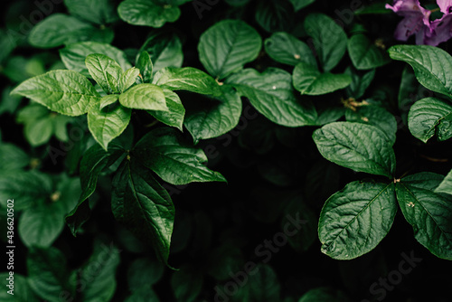 large green rhododendron leaves, leaves pattern background texture