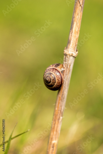 Snail with a conch on a twig in the grass on blurred background.