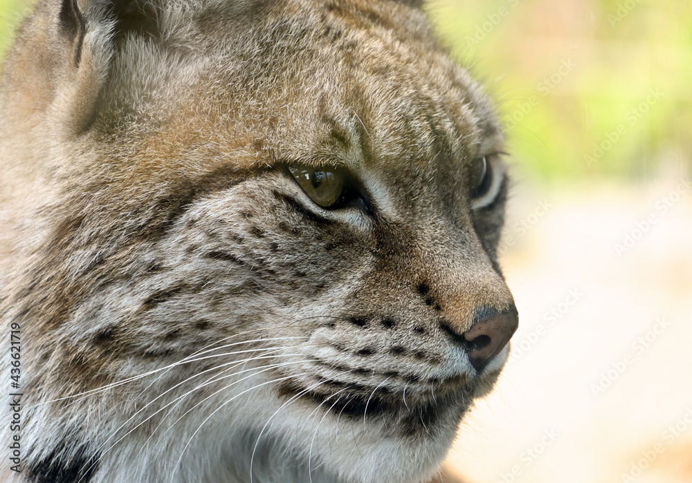 Fototapeta premium ボブキャット