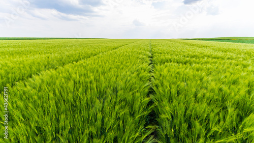 field of young wheat. spikelets