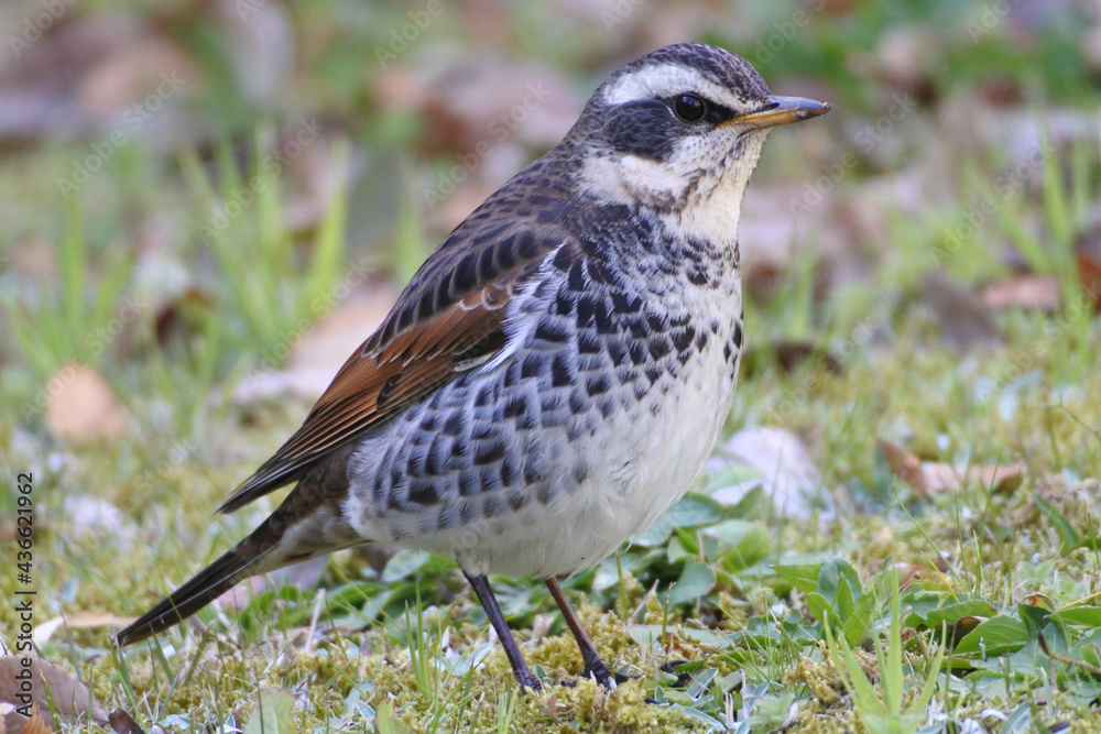 Fototapeta premium Dusky thrush has stopped walking and he is keeping an eye out around him.