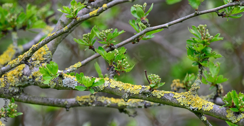 Baum-Flechte (Lichen) photo