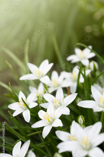 macro Ornithogalum white flower in the garden. vertical summer background with copy space