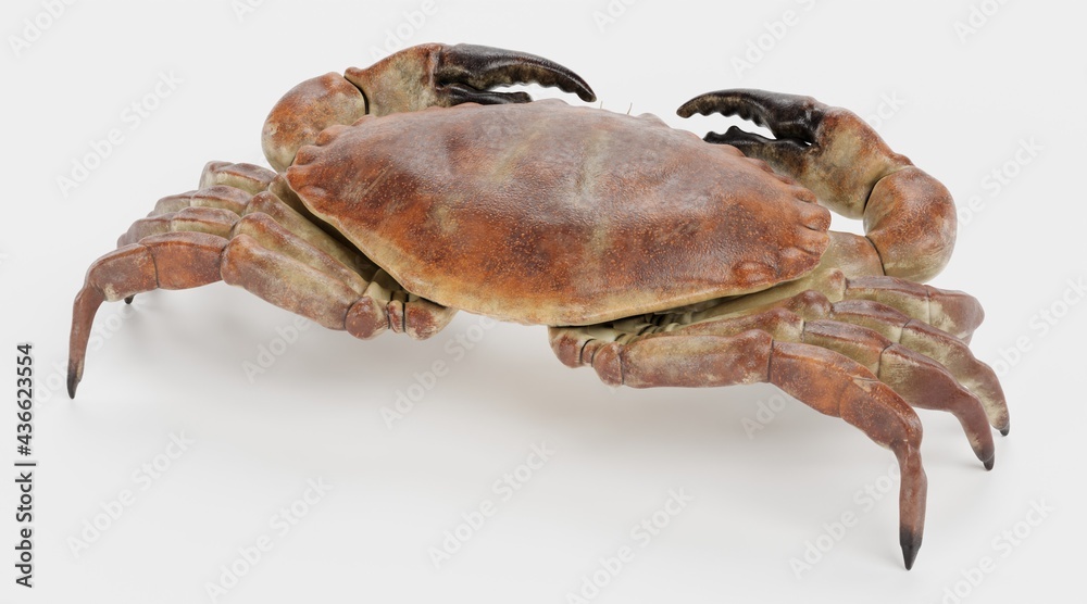 Realistic 3D Render of Edible Crab Realistic 3D Render of Edible Crab