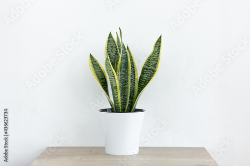 Sansevieria plant in a modern put on a wooden table against a white wall. Home plant Sansevieria trifa.