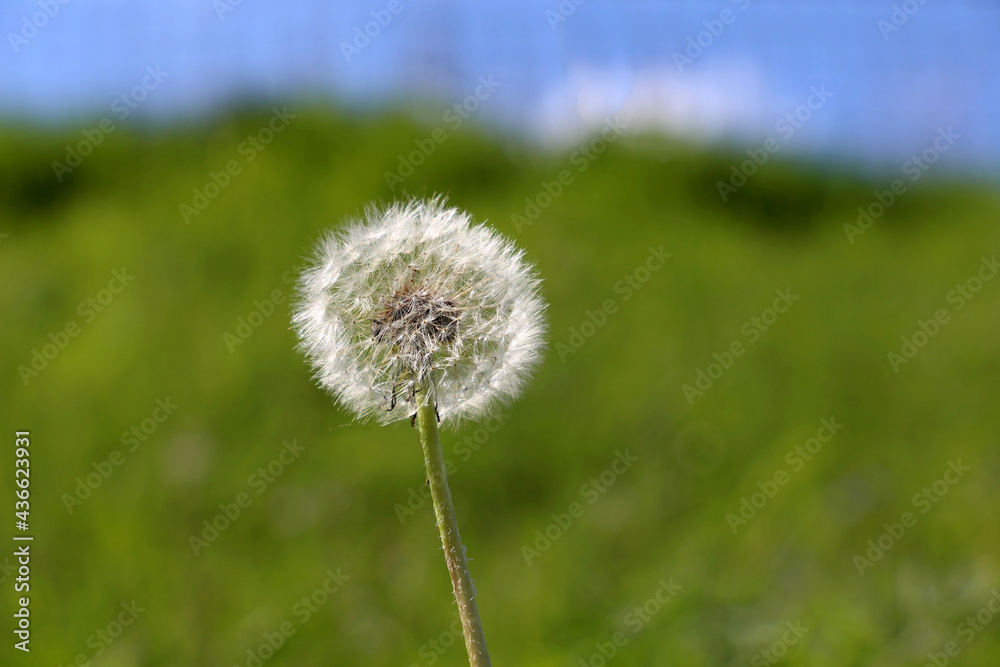 Dandelion seed head against the green meadow and blue sky with white clouds, selective focus. Blowball of beautiful dandelion