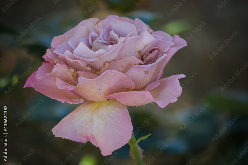 Macro of pink rose with raindrops in the spring garden Macro of pink rose with raindrops in the spring garden