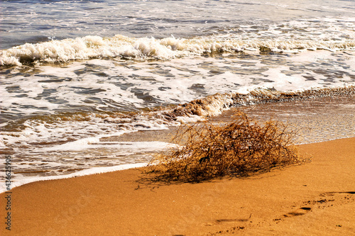 Dry plant pushed by the wind on the shore