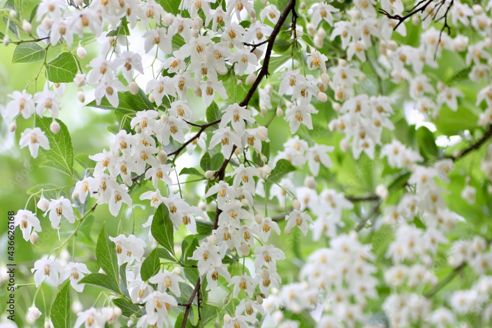 エゴノキの花 エゴノキの花