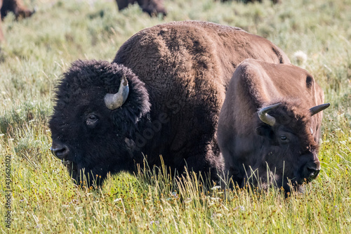 American Bison in the field of Yellowstone National Park, Wyoming