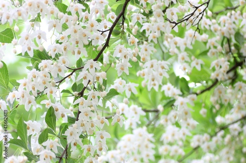エゴノキの花 photo
