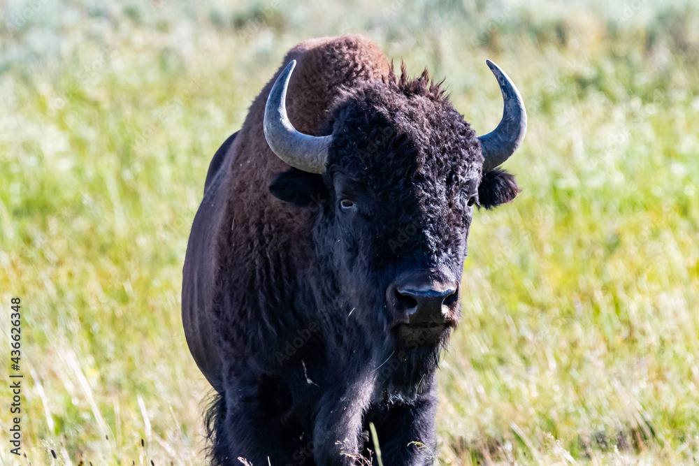 American Bison in the field of Yellowstone National Park, Wyoming