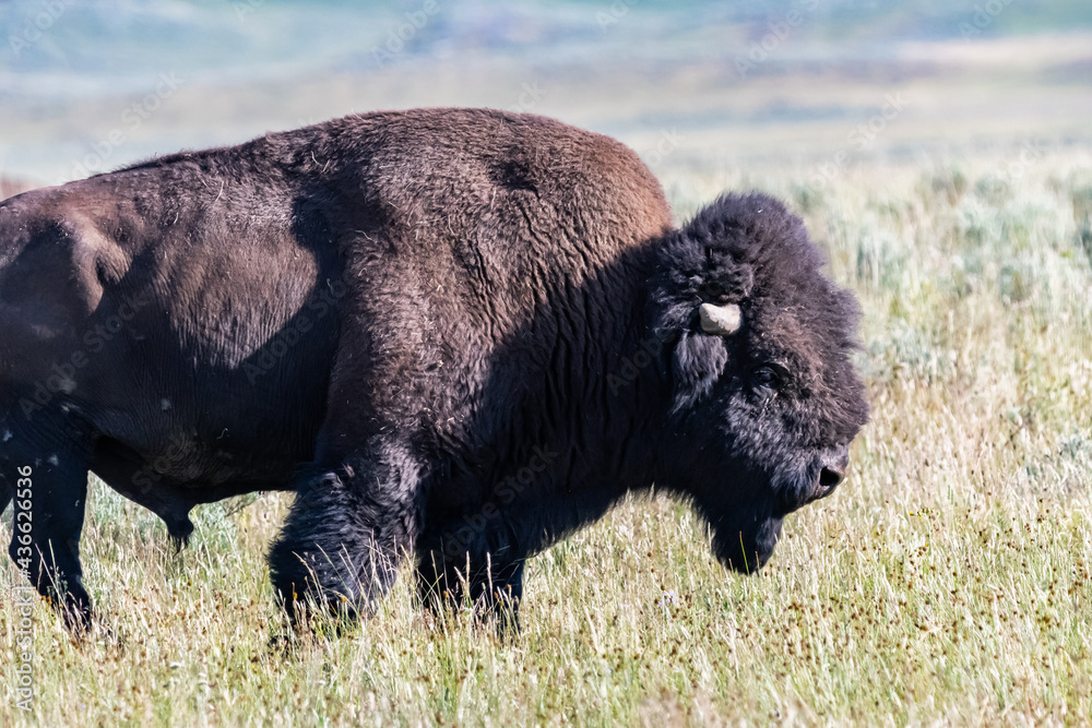 American Bison in the field of Yellowstone National Park, Wyoming American Bison in the field of Yellowstone National Park, Wyoming