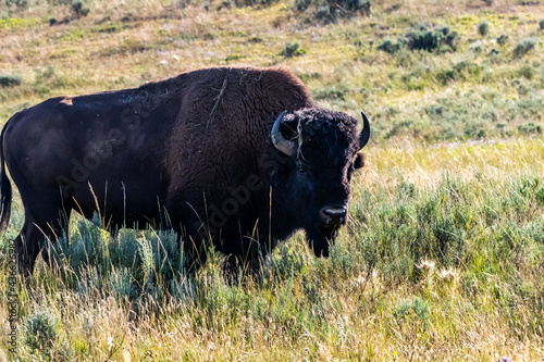 Fototapeta Naklejka Na Ścianę i Meble -  American Bison in the field of Yellowstone National Park, Wyoming