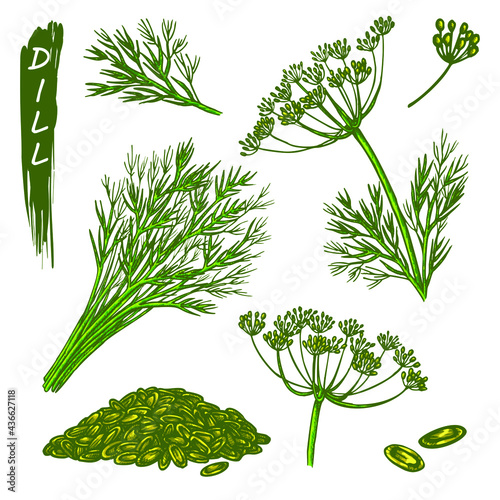 Dill sketch elements, fresh and dry spice or culinary seasoning. Hand drawn icons of organic natural plant, branch with blossom and seeds. Aromatic cooking ingredient, vegetarian product.