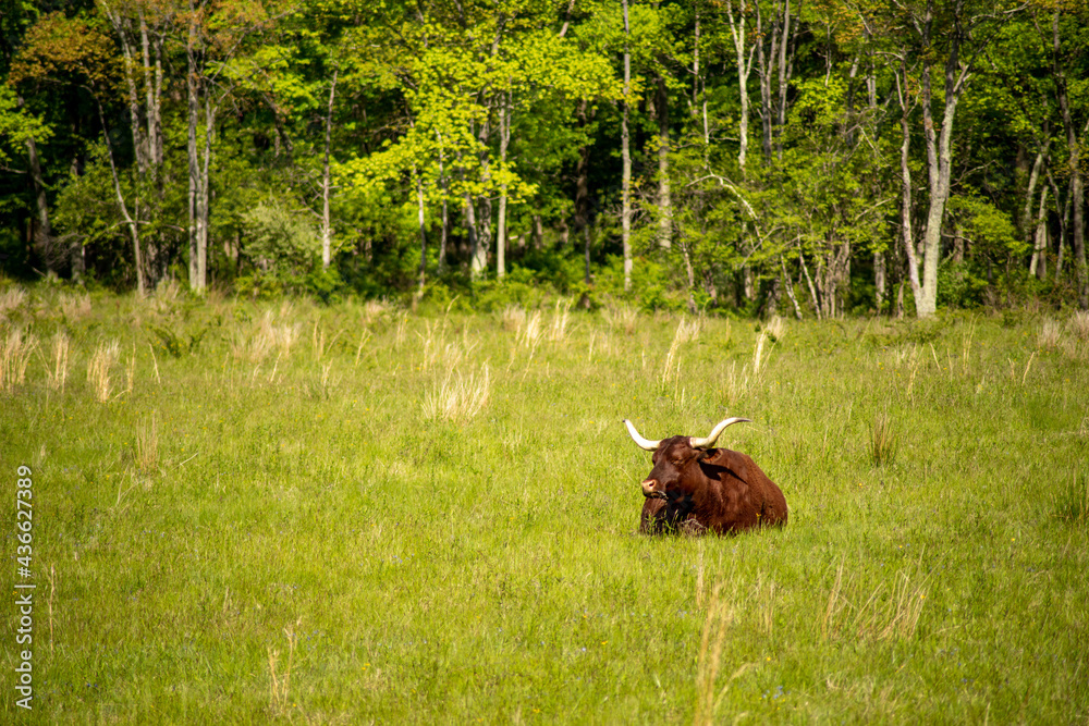 Big brown longhorn steer in tall grass with woodland background. Big brown longhorn steer in tall grass with woodland background.
