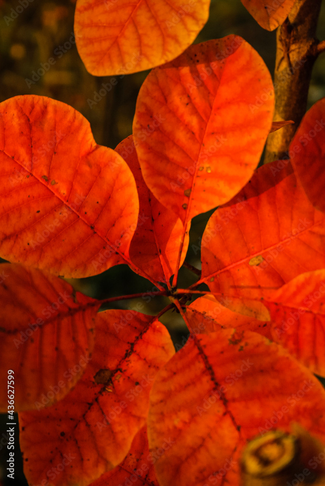 Obraz premium red maple leaf