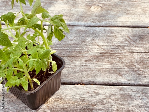 Seedlings of tomatoes in a plastic container on a wooden background. Copy space.