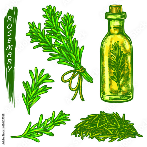 Rosemary sketch elements, fresh and dry spice or culinary seasoning. Hand drawn icons of organic natural plant, branch bunch, handful dried leaves, infused oil bottle. Aromatic cooking ingredient.