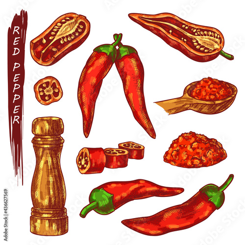 Red chili or cayenne pepper sketch icons. Hand drawn fresh or dry chile pepper pod with seeds, sliced or ground. Spicy vegetable seasoning for culinary. Cooking ingredient, vegetarian product.
