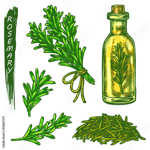 Rosemary sketch elements, fresh and dry spice or culinary seasoning. Hand drawn icons of organic natural plant, branch bunch, handful dried leaves, infused oil bottle. Aromatic cooking ingredient.