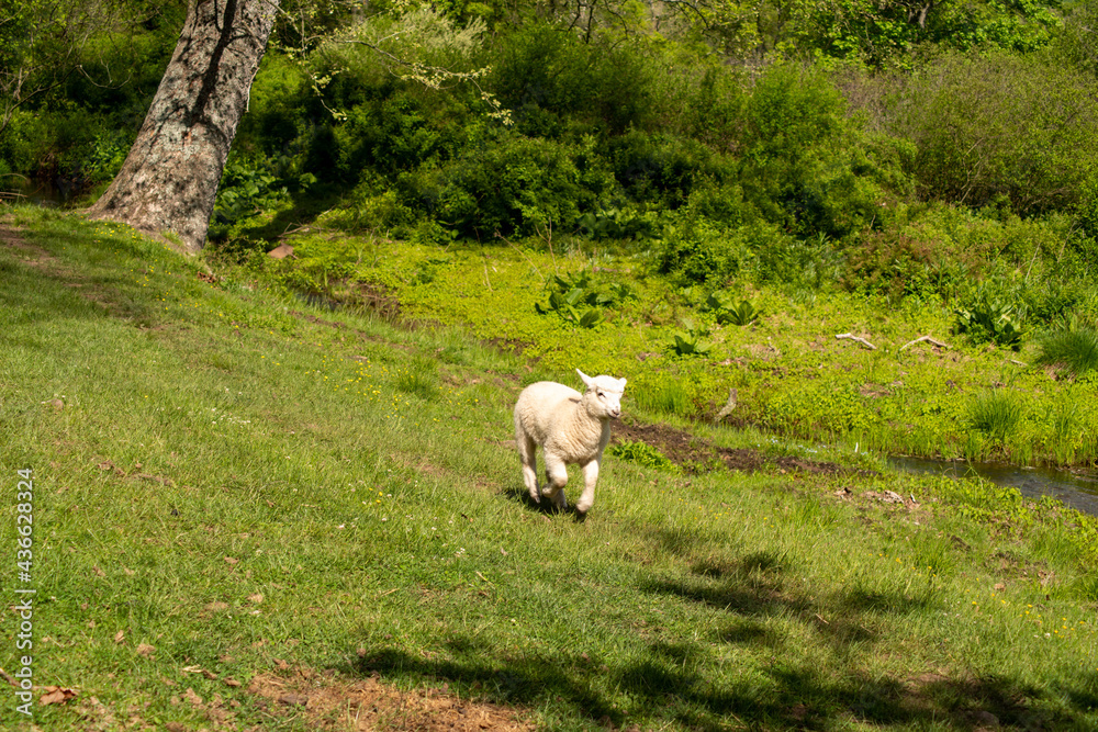 Obraz premium Adorable baby lamb runs across an idyllic green meadow.