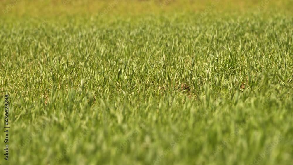 The first shoots sprout in spring fields. Agriculture in a green area. A warm spring day in the endless fields of Russia. The first shoots sprout in spring fields. Agriculture in a green area. A warm spring day in the endless fields of Russia.