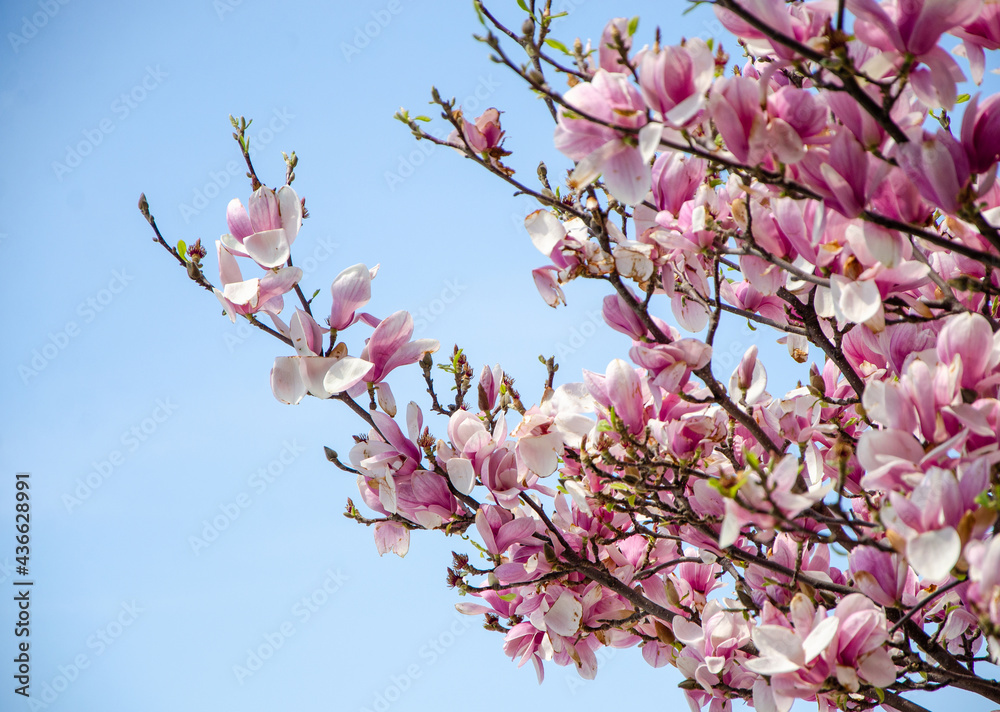 Blooming magnolia in spring flowers on a tree against a bright blue sky Blooming magnolia in spring flowers on a tree against a bright blue sky