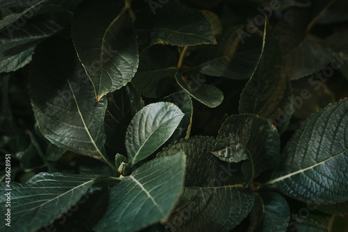 Dark green leaves of tropical plants. Close-up color photo.