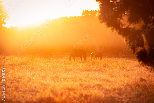 Horses in the warm sunlight of the sunset on a remote cattle station in Northern Territory  Australia