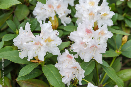 Inflorescence of the rhododendron with white flowers © An-T