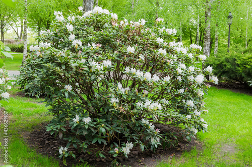 Flowering rhododendron bush with white flowers in spring park