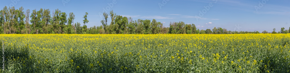 Wide panorama of field of the blooming rapeseed against trees