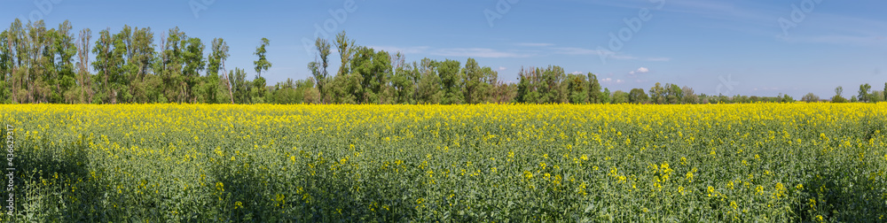 Wide panorama of field of the blooming rapeseed against trees Wide panorama of field of the blooming rapeseed against trees
