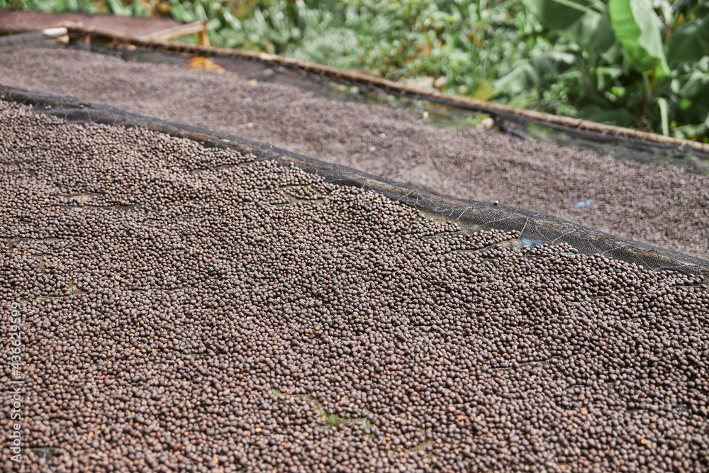 coffee natural drying process at washing station at the mountain region of eastern africa coffee natural drying process at washing station at the mountain region of eastern africa