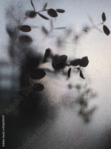 Texture with a silhouette of a plant behind glass