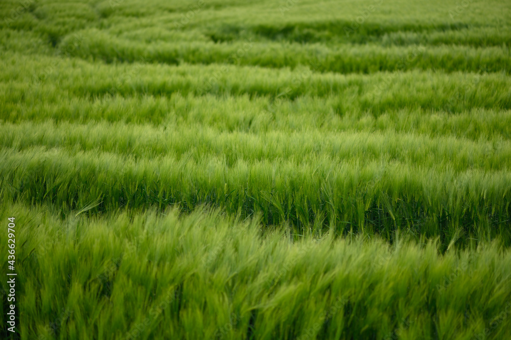 Beautiful green field of fresh barley cereals. Background Beautiful green field of fresh barley cereals. Background