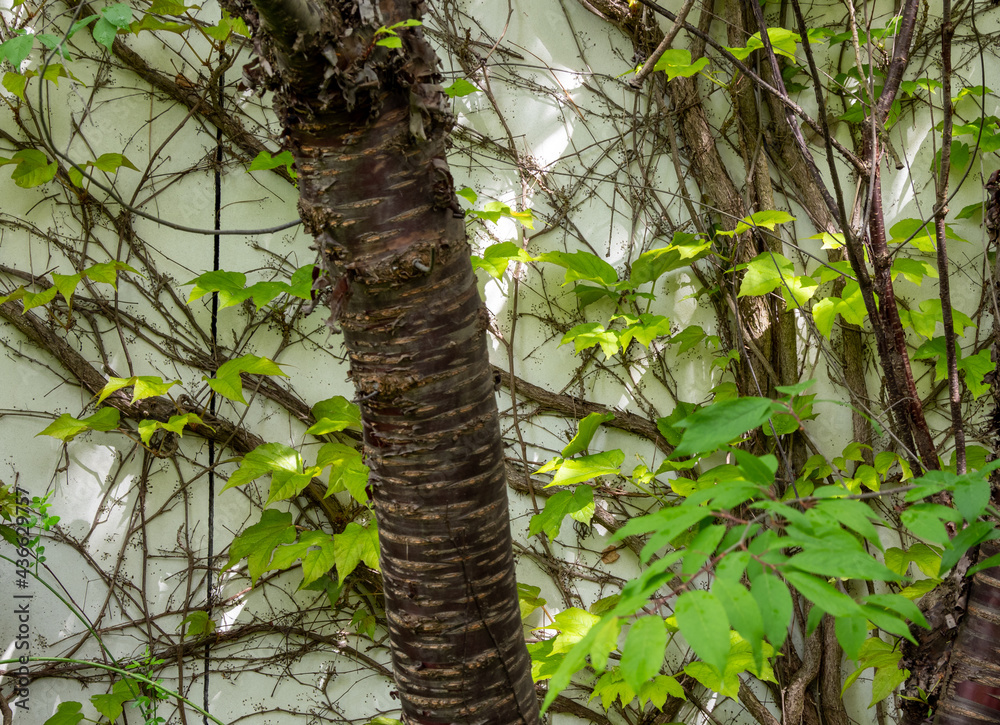 Fototapeta premium climbing plants on a white wall