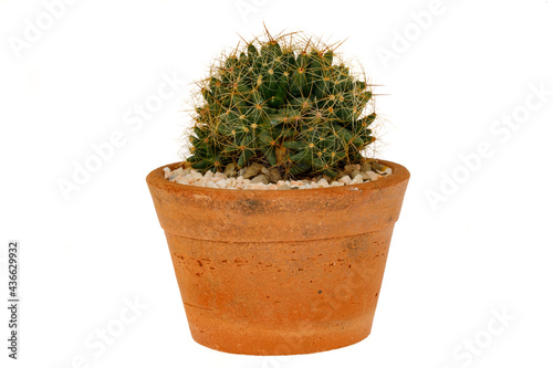Round green cactus with hard spiky brown thorn growing in the small clay pot. display on isolated white background