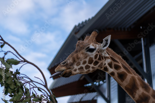 Photography Giraffe being feed at zoo