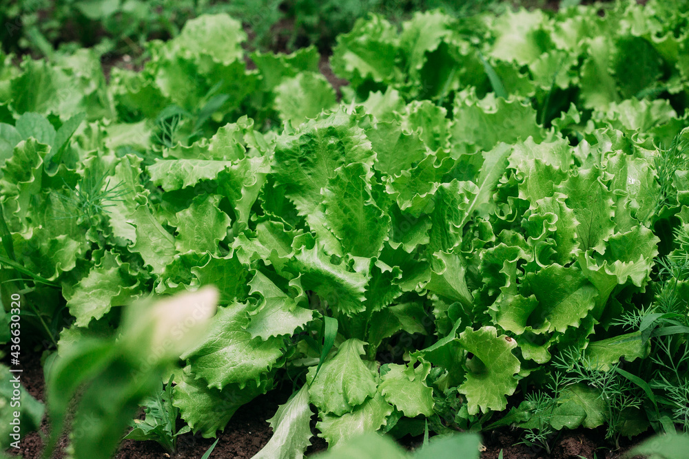 Green lettuce leaves in the vegetable garden close-up. Background Green lettuce leaves in the vegetable garden close-up. Background
