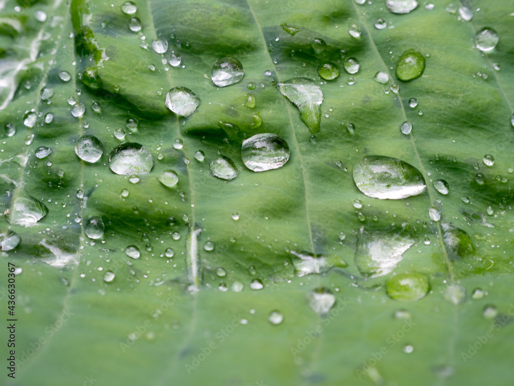 water droplets on the leaves