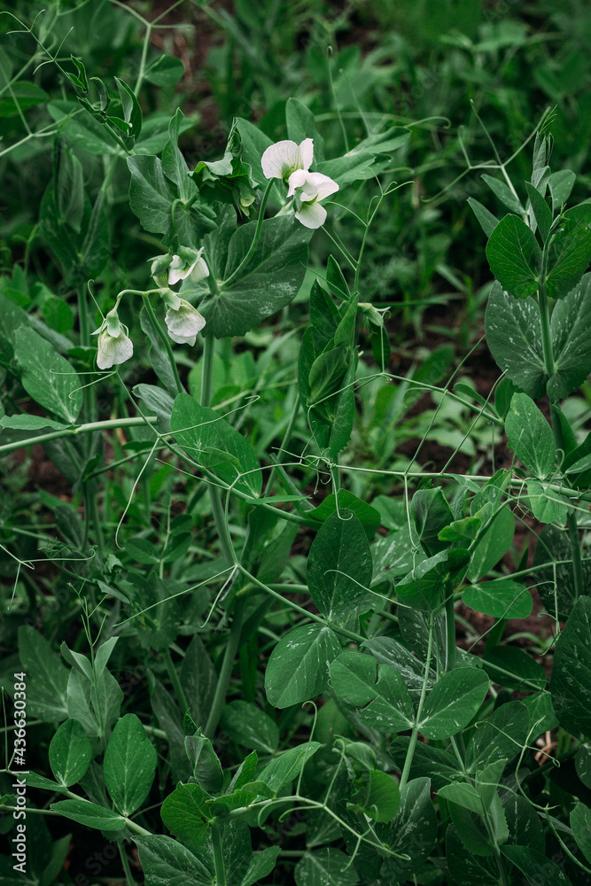 Blooming green peas in the vegetable garden